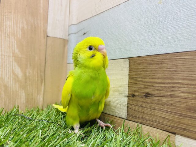 セキセイインコ