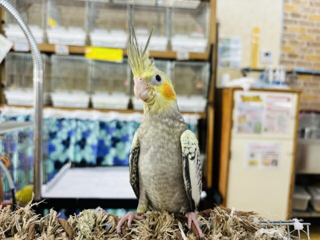 オカメインコ