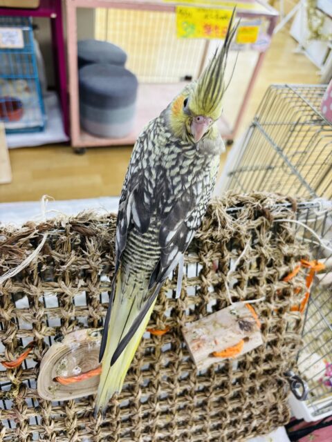 オカメインコ