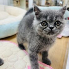 デレの時は存分に甘えさせて♡ブリティッシュちゃん！