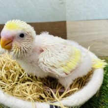 ふわっと優しいクリーム色のセキセイインコ💛たまごちゃん‼️