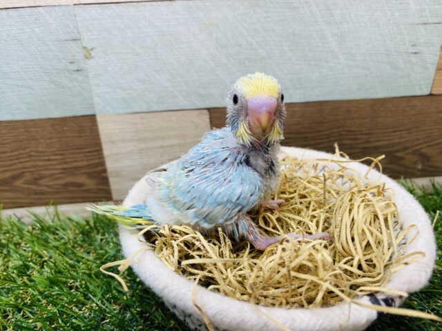 セキセイインコ