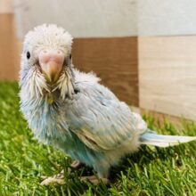 涼しげカラーで爽やかに🩵セキセイインコスパングル⭐️