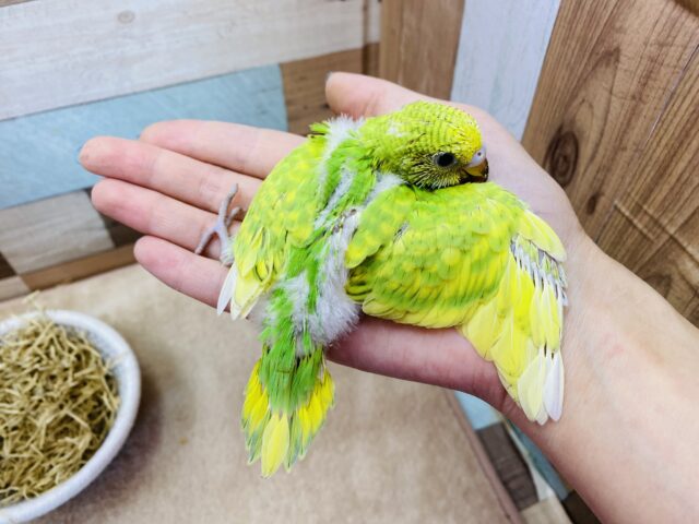 セキセイインコ