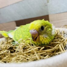 ぽてっとした姿がかわちい🥰明るさMaxなセキセイインコ💛