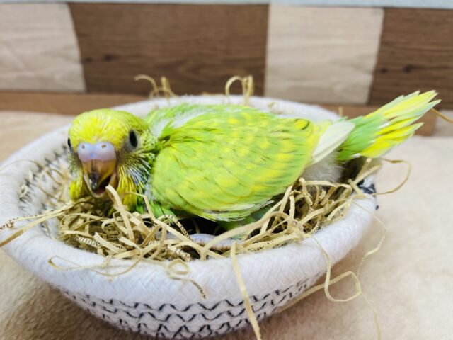 セキセイインコ