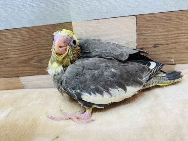 オカメインコ