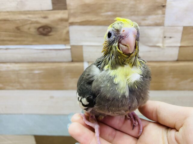 首元に入るイエローが可愛いんです💕黒多めのオカメインコ（パイド）