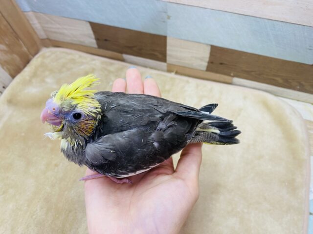 オカメインコ