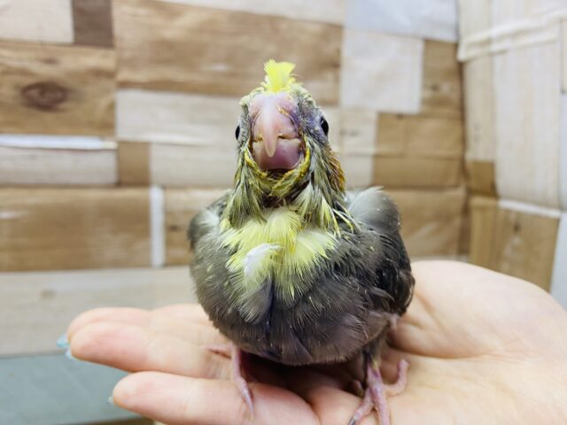 オカメインコ