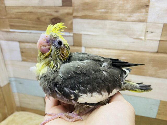 オカメインコ