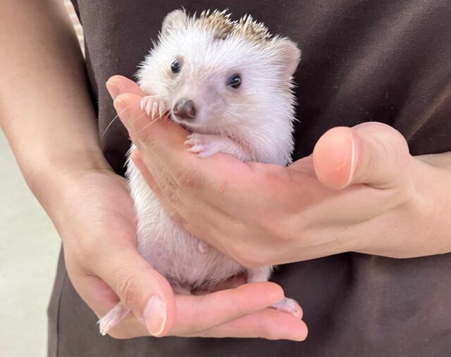 ハリネズミ（ヨツユビハリネズミ）