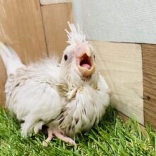 白さが美しいんです😍元気いっぱいオカメインコ（ホワイトフェイスシナモンパールパイド）🤍