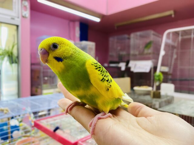 セキセイインコ