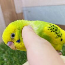 最新画像有り⭐️イエローグリーンの定番人気カラーです❗️幼さの残るふわっと感の可愛らしいセキセイインコ（パイド）