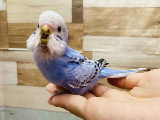 最新画像有り⭐️明るめブルーが素敵です😍セキセイインコのオパーリン💙