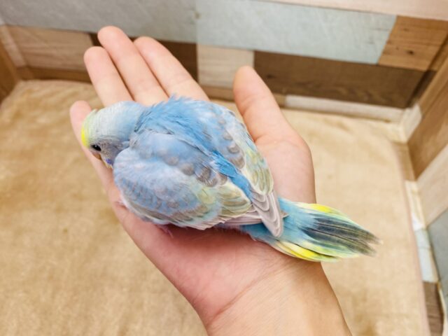 セキセイインコ