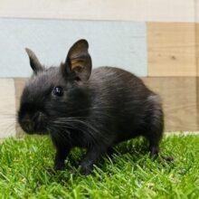 ツヤツヤな真っ黒さん‼️おめめはどこかな〜？デグー女の子💕