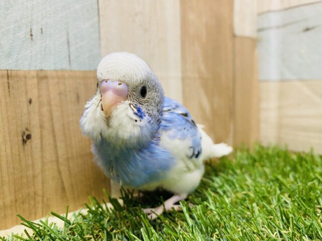 最新画像有り⭐️白い羽がとっても綺麗なんですっ✨セキセイインコのパイド！！