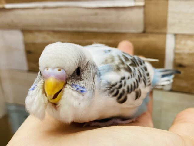 最新画像あります❗️黒とブルーの模様が綺麗すぎます⭐️セキセイインコのハルクイン！！