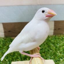 最新画像有り⭐️あと1羽！愛を込めてあ〜んしてね💕白文鳥のヒナ！！