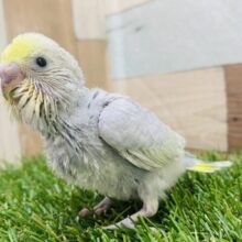 レアカラー✨カッコいいお色のセキセイインコ（イエローフェイスグレースパングル）🩶