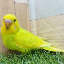 眩しいぐらいの明るさを放ってます🔆丸さの可愛らしいセキセイインコ（スパングル）⭐️