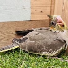 オカメスマイルみんなにお届け〜💕ずっしり体型のオカメインコ（ノーマル）❗️