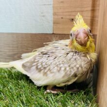 優しいシナモンカラーにパール模様が綺麗なコ‼️オカメインコ（シナモンパールパイド）⭐️