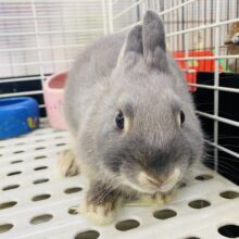 最新画像有り⭐️撫でられるとウトウト…💤甘えん坊になりそうな予感のネザーランドドワーフ🩶