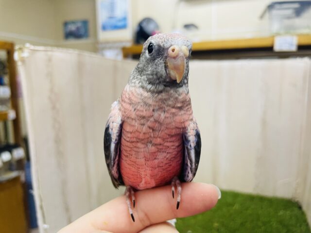 アキクサインコ（秋草インコ）