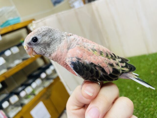 アキクサインコ（秋草インコ）