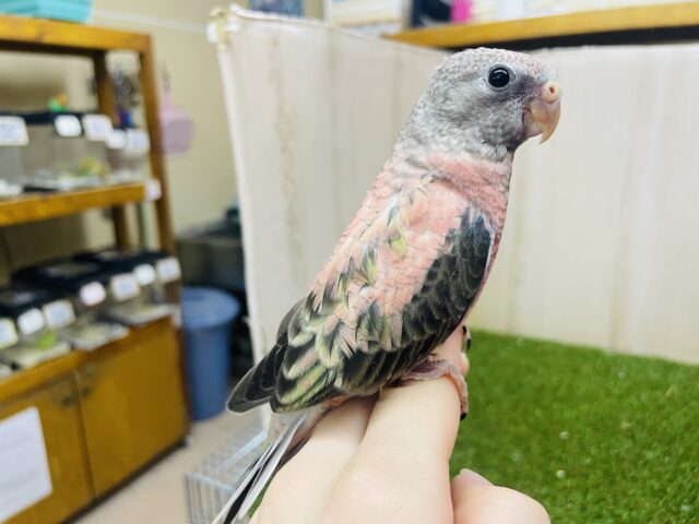 アキクサインコ（秋草インコ）