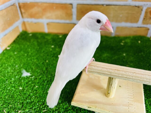 白文鳥