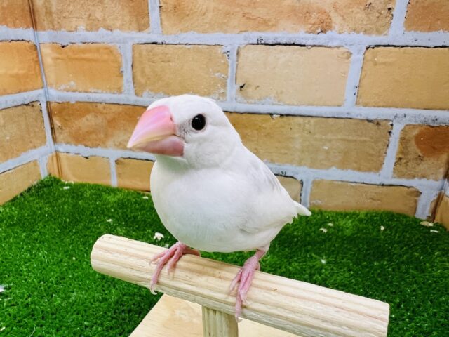 二和店産まれ③ママ似の白文鳥〜☆