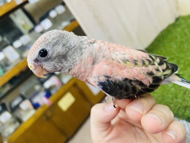 アキクサインコ（秋草インコ）