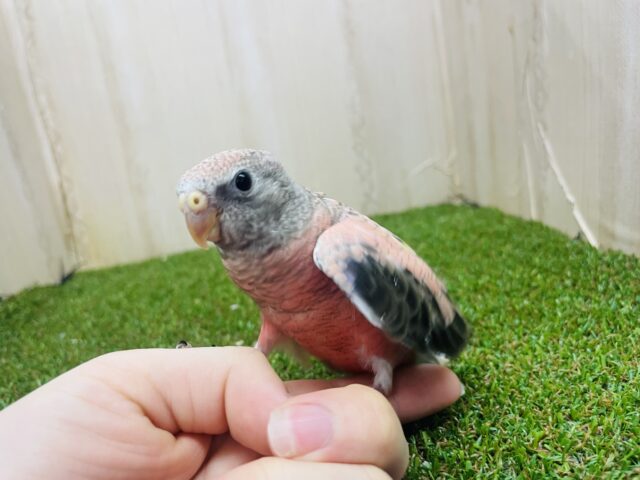 アキクサインコ（秋草インコ）