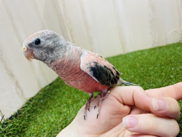 アキクサインコ（秋草インコ）