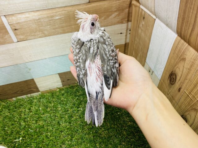 オカメインコ