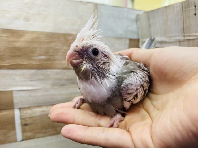 オカメインコ