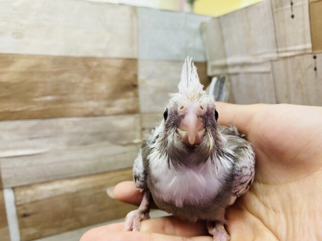 オカメインコ