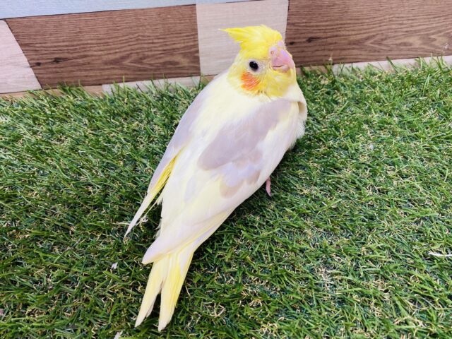 オカメインコ