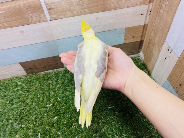 オカメインコ