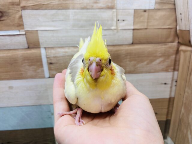 オカメインコ