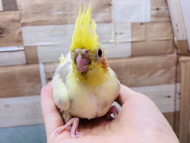 オカメインコ