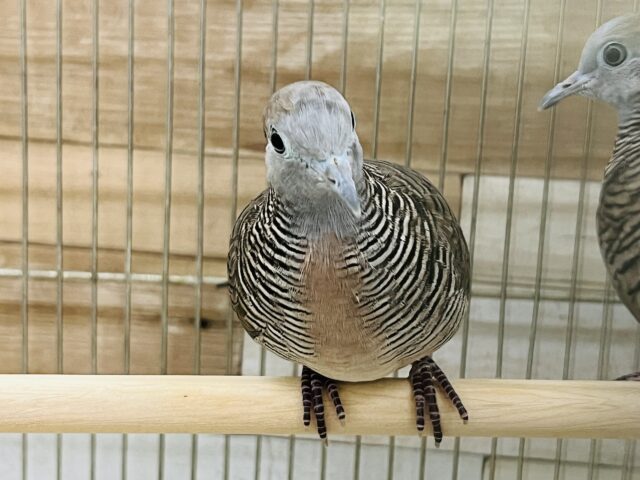 鳴き声の綺麗な鳩♡チョウショウバト入舎しました！