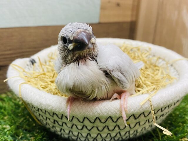 むむむ…何か言いたげな表情です🤭カッコ良さを放つシルバー文鳥🩶