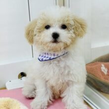 お喋りが得意！？ミックス犬くん(トイプードル×ビションフリーゼ)