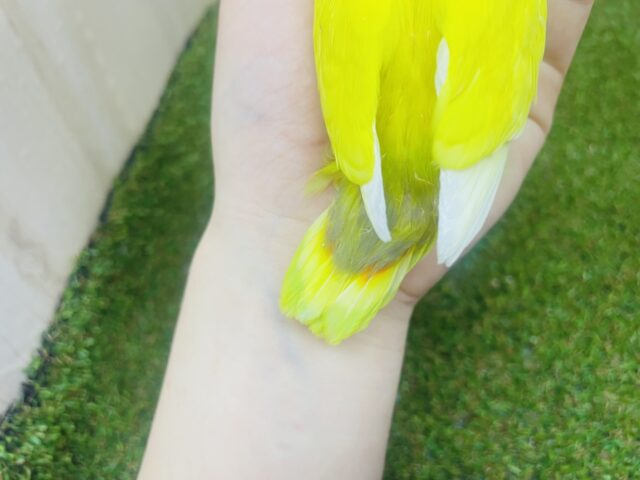 ヤマブキボタンインコ