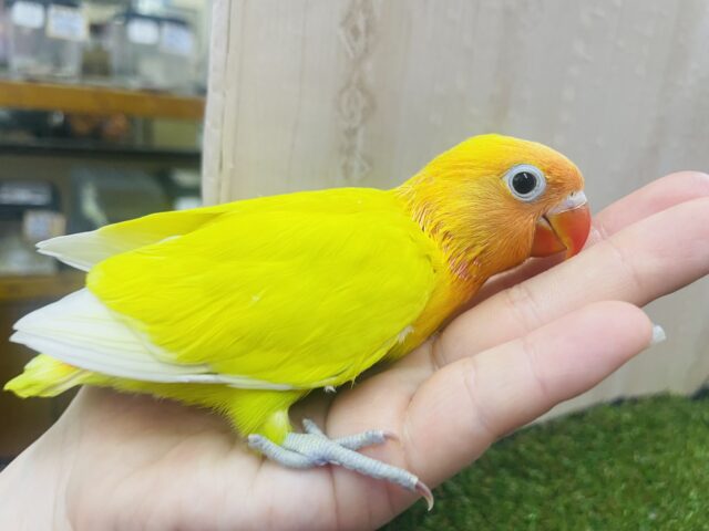 ヤマブキボタンインコ